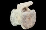 Hadrosaur Caudal Vertebrae - Montana #101798-4